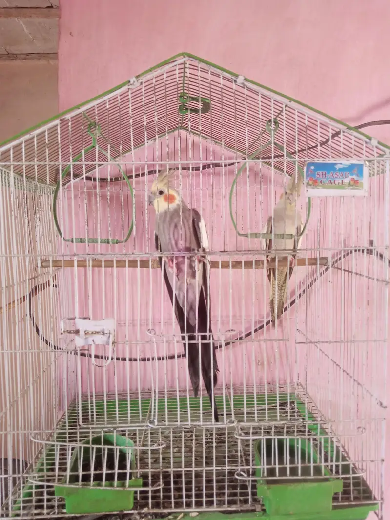 Male female+cage2ft×1.5ft +BOx 6/6 — photo 6