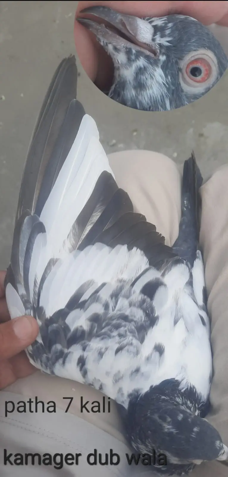 Kamager dub wale kanton wale haar wale — photo 2