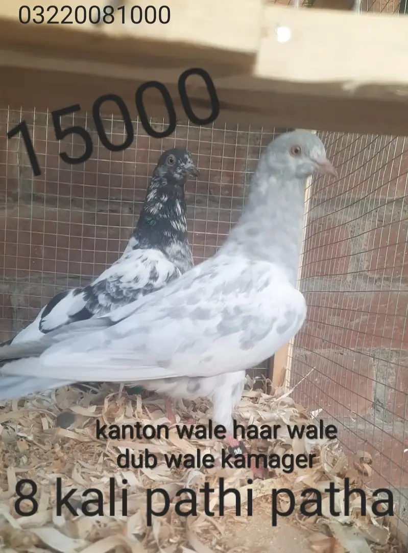 Kamager dub wale kanton wale haar wale — photo 3