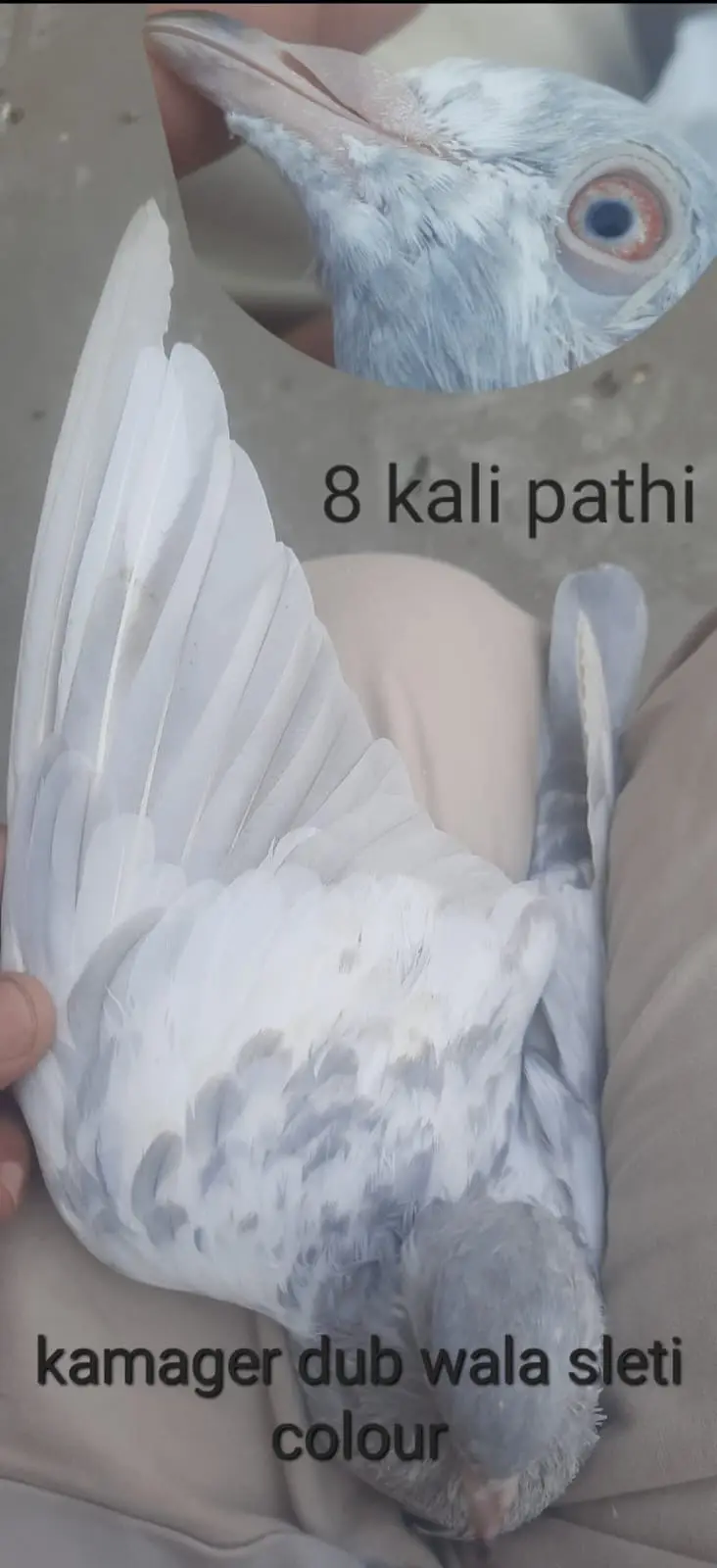 Kamager dub wale kanton wale haar wale — photo 4
