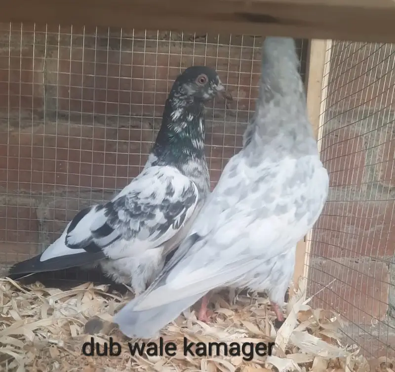 Kamager dub wale kanton wale haar wale — photo 5