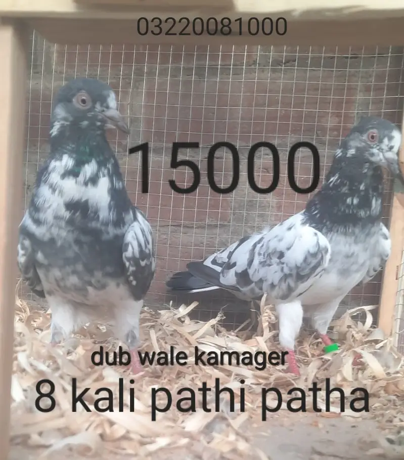 Kamager dub wale kanton wale haar wale — photo 8