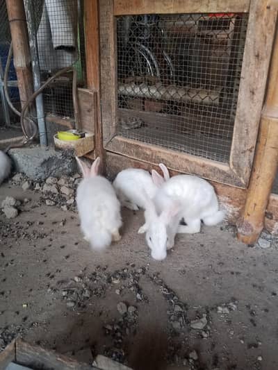 white Red eyes rabbits setup