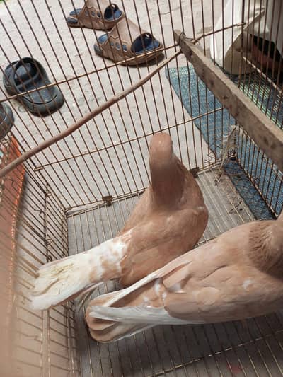top quality bird first check and buy beautiful color nice beuety