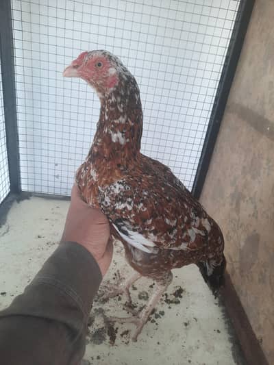 Aseel hen