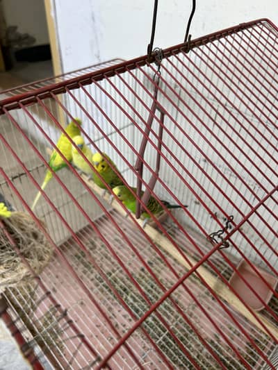 2 pair parrot with normal cage