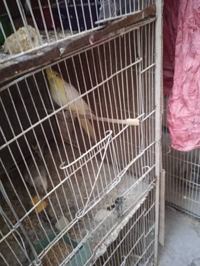6 pairs fawn java 6 pairs finch with 3 chicks