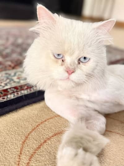 White Persian male cat. Blue eyes