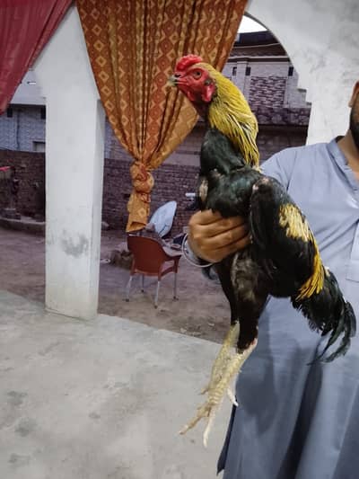 Aseel Sindhi sawa mushka