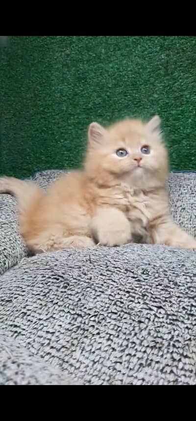 Quality Persian Punch face cat & kitten is03194866952Whatsapp