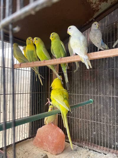 Bajrigar parrots for Sale