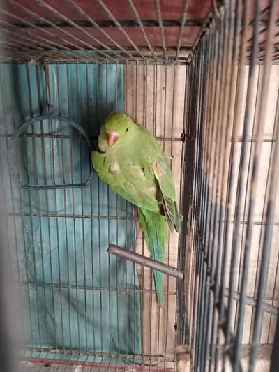 Green male parrot 