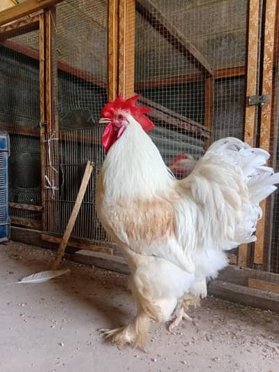White Heavy Buff I Golden Heavy Buff I Aseel Male