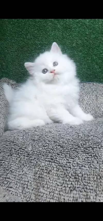 Quality Persian Punch face cat & kitten is03194866952Whatsapp