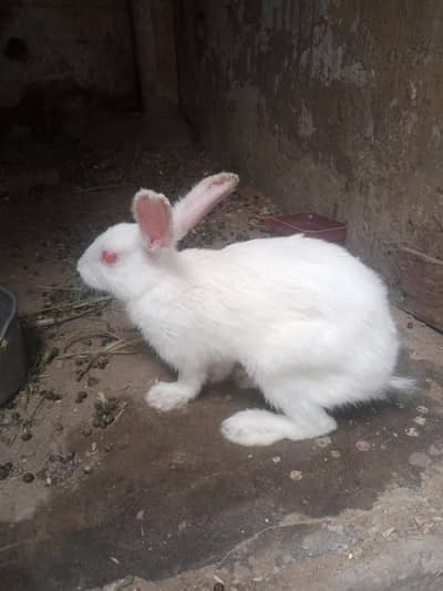 for sale