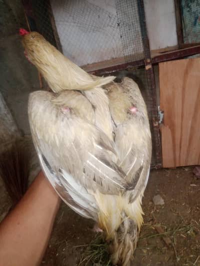 for sale