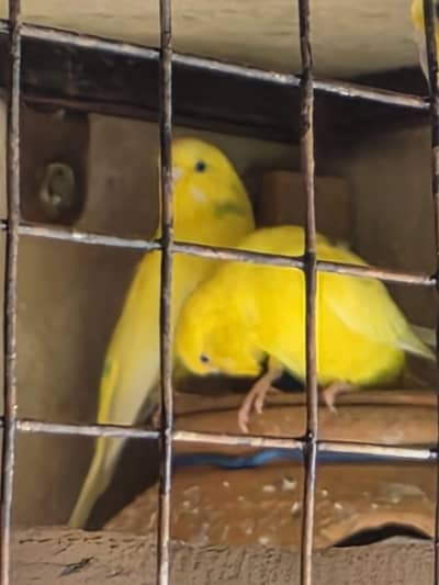 beautuful pair For sale