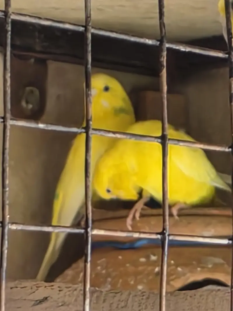 beautuful pair For sale