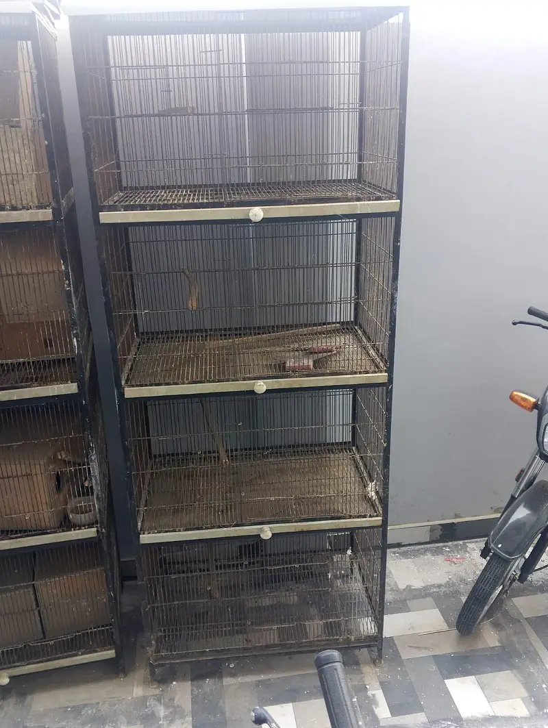 iron cages — photo 2