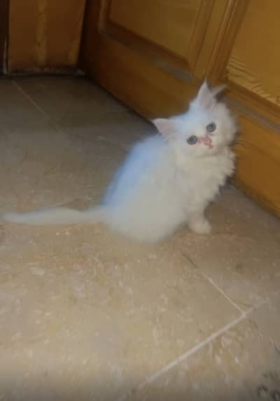 Punch face triple coated kitten ls