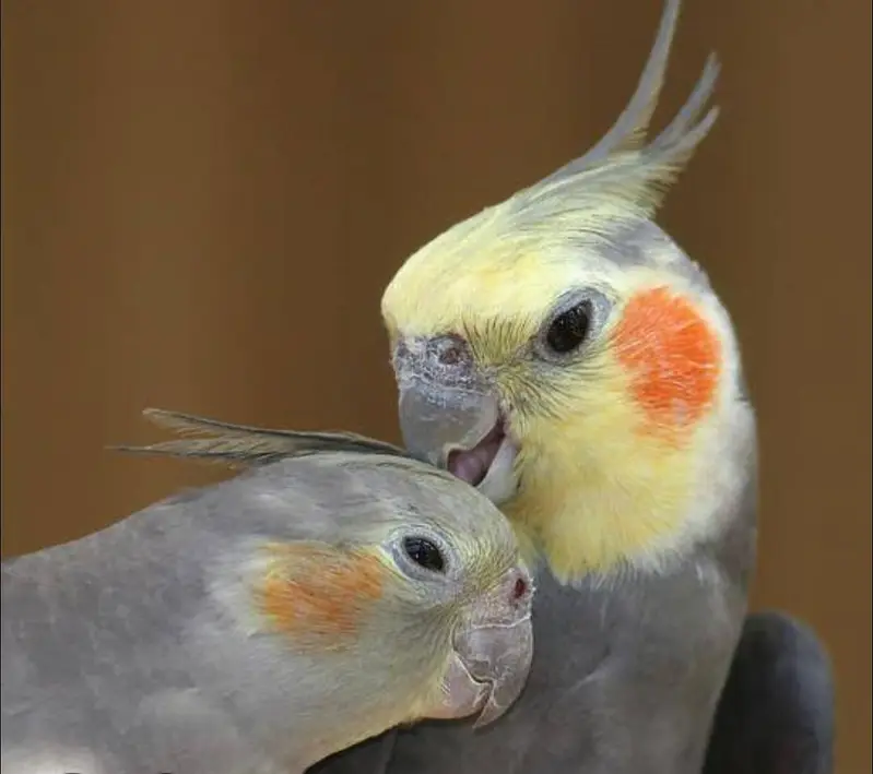 cocktails parrot