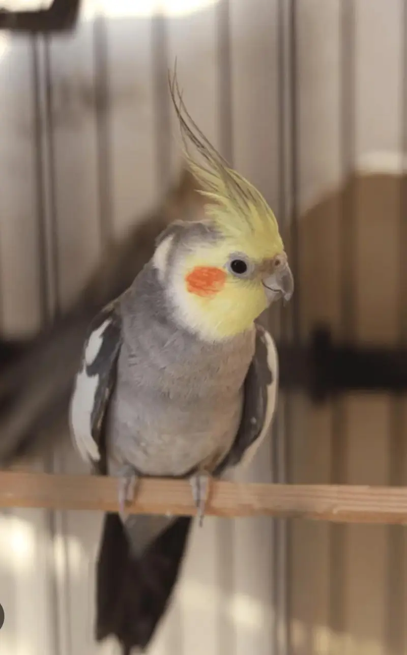 cocktails parrot — photo 2