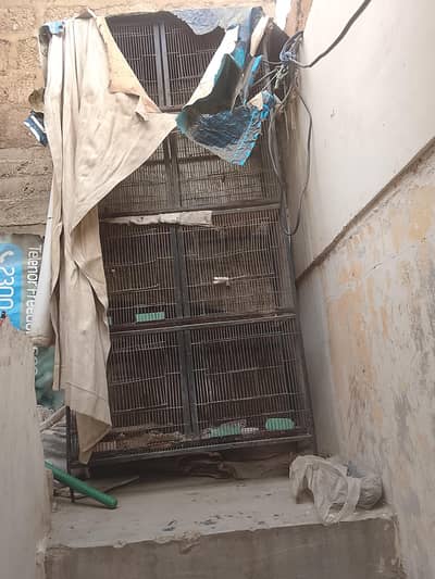 birds cage