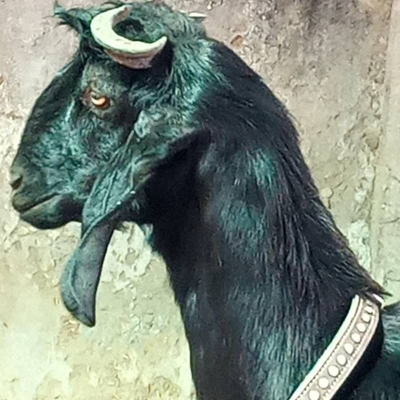 Nachi multani 0