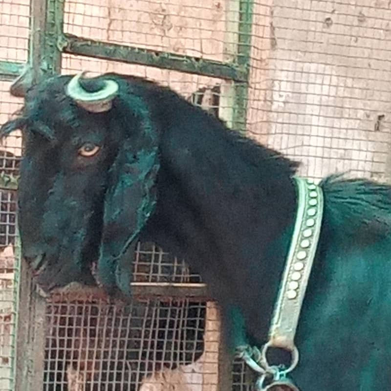 Nachi multani 1