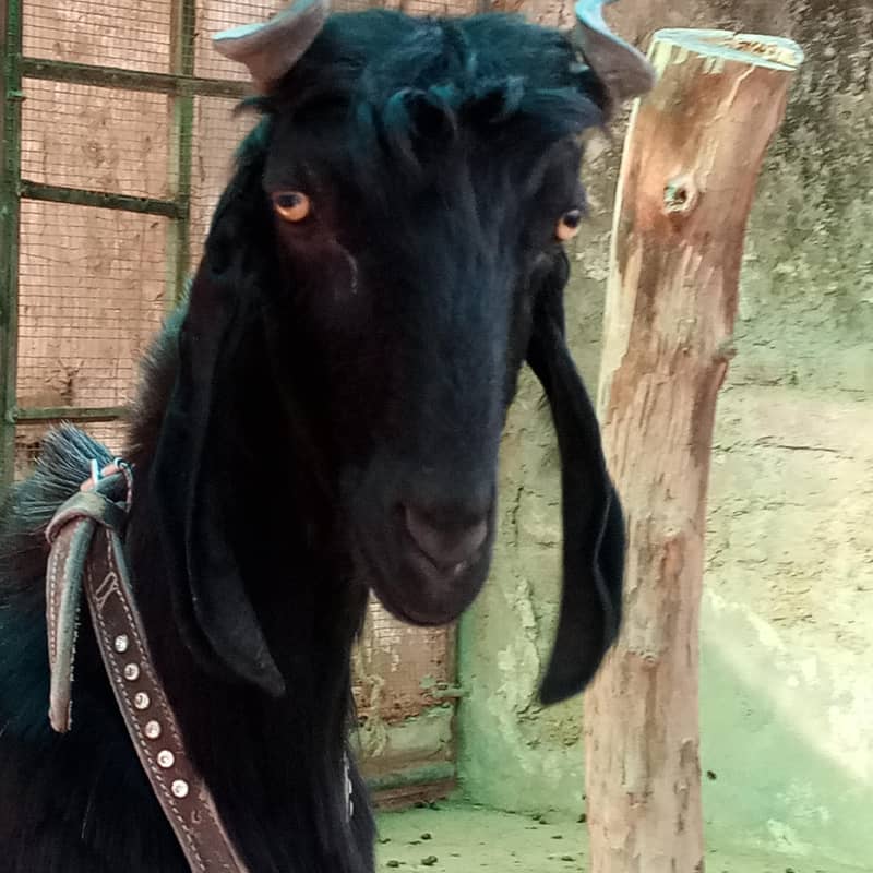 Nachi multani 8