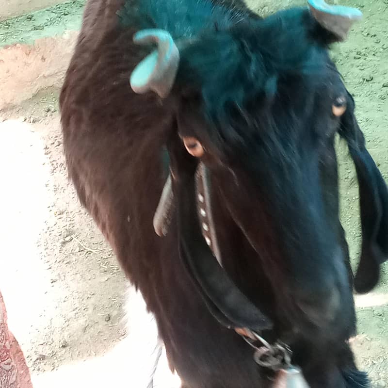 Nachi multani 9