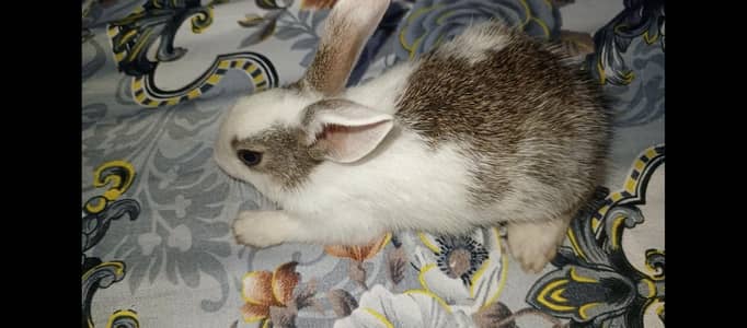 rabbit