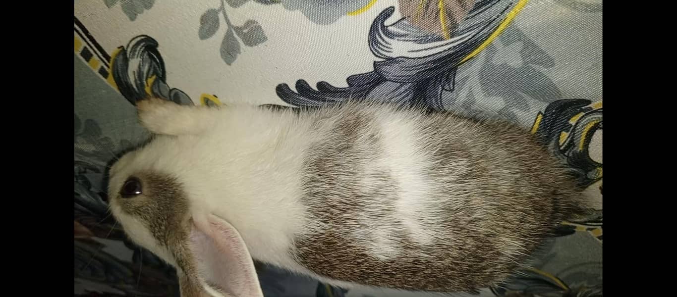 rabbit 1