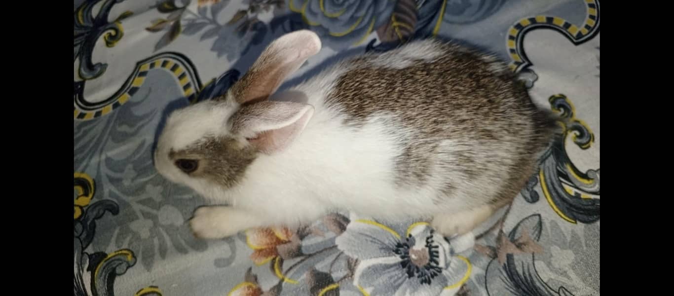 rabbit 2
