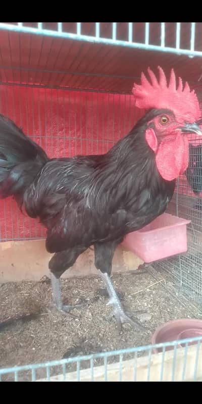 australorp male , healthy active, age 5.5 months
