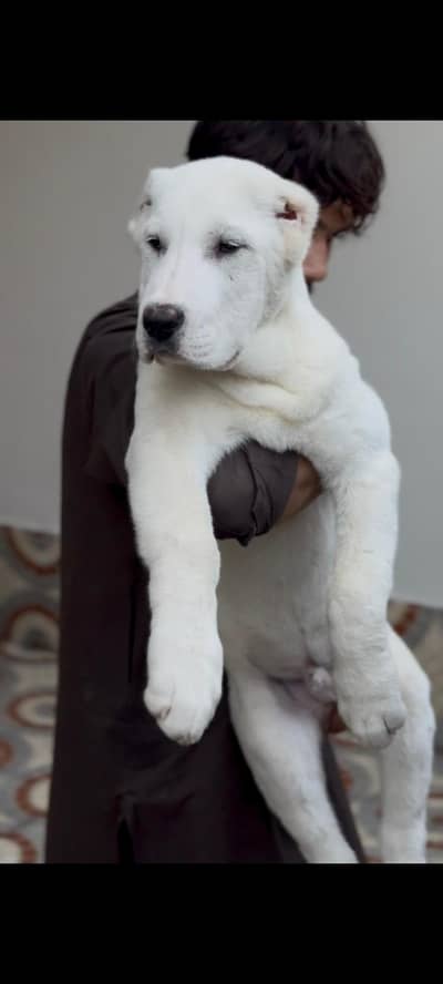 Alabai Big Size Male Puppy available.