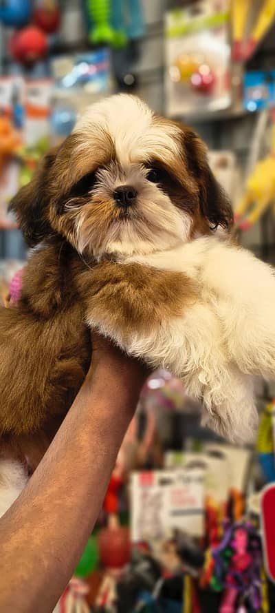 shitzu puppy available