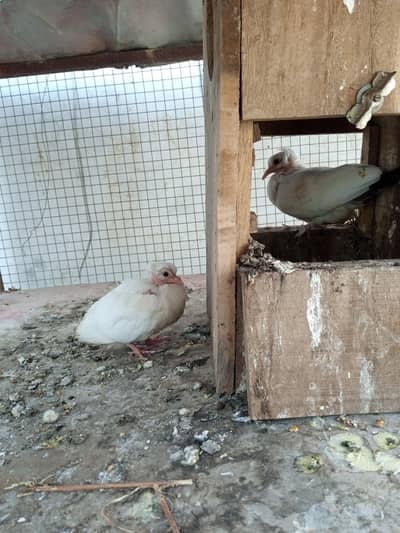 sherazi pigeon pair with3 chicks an eggs  for sale