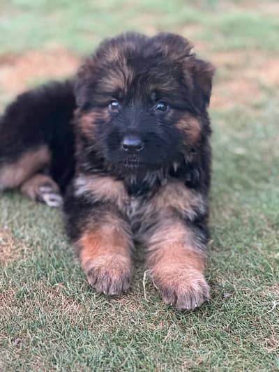 German shepherd long coat puppies