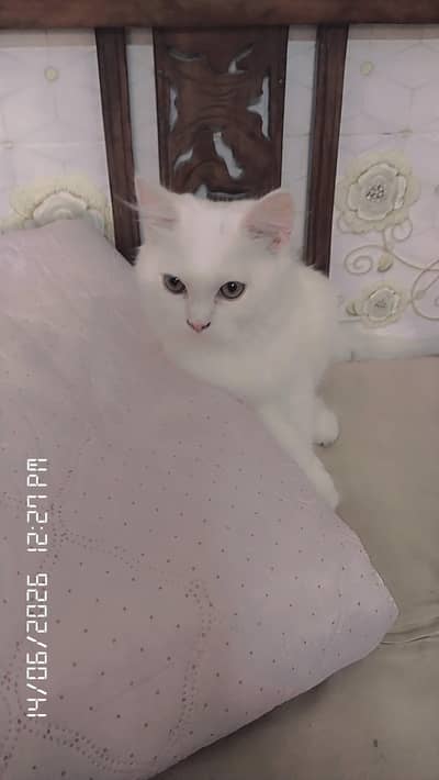 Cute & active Persian cats for sell