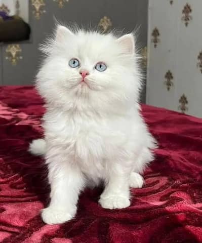 (Persian female kitten) (for sale all) (Pakistan delivery available)