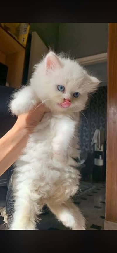 Male kitten blue eyes