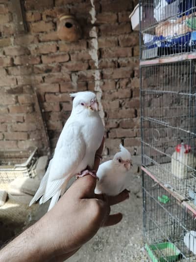cockatiel Handtame