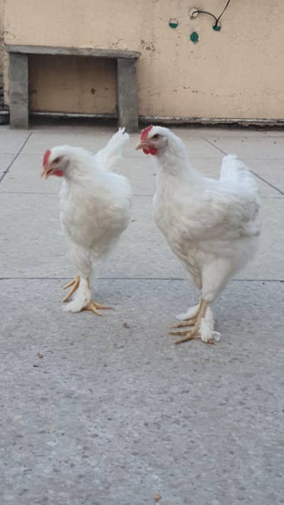 White Heavy Buff Males