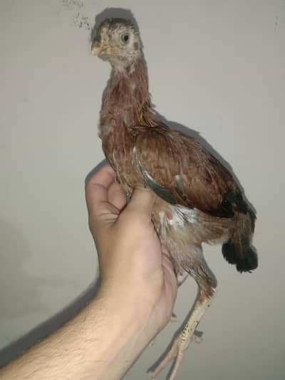 aseel Sindhi pathi for sale 03224186572