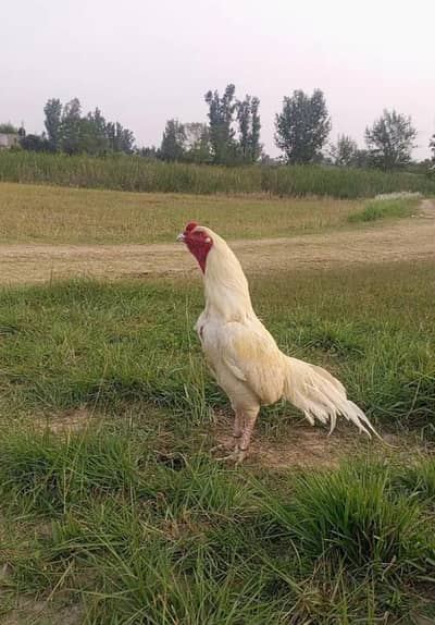 Mian wali aseel white murgaa