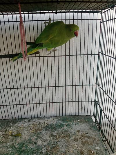 parrot for sale
