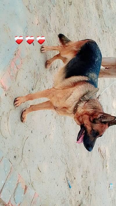 A Beautiful German Shepherd