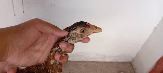 qandhari aseel