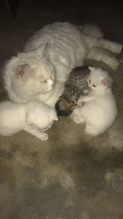 2 months old kittens male or female in reasonable price